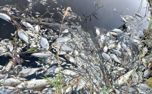 I slutet av juli kom de första larmrapporterna om att tonvis med död fisk upptäckts i den polsk-tyska floden Oder. Foto: Mieczyslaw Ferdzyn