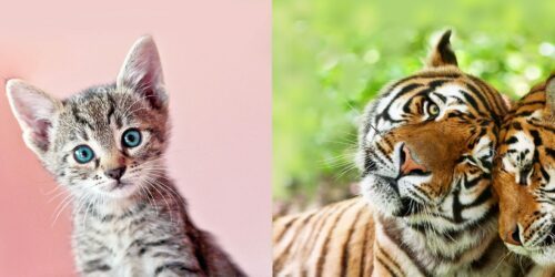 HERO-kattkonferens-katttiger