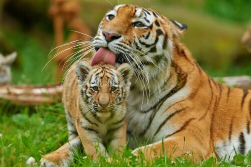 En tiger slickar en liten tigerunge på huvudet
