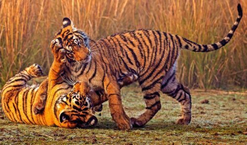 tigrar [WWF Magasin]
