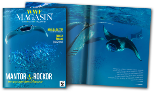 WWF-Magasin-Aktuellt-3-2022 WWF-Magasin-Aktuellt-3-2022