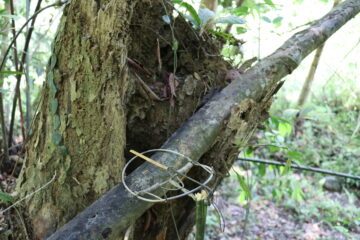 © Denise Stilley _ WWF-Viet Nam_WW1116631.JPG