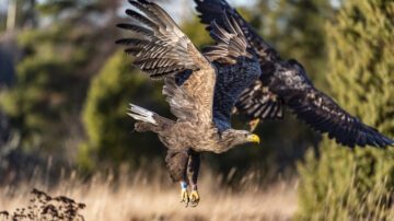 Havsörn_Foto_Ola_JennerstenWWF.jpg
