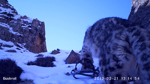 A snow leopard caught in a large steel trap © WWF-Mongolia