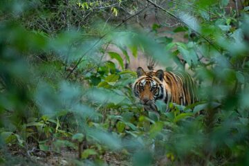 En tiger som smyger i tät grön skog med blick fast på något framför sig.