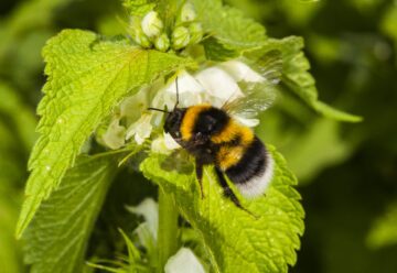 Garden bumblebee