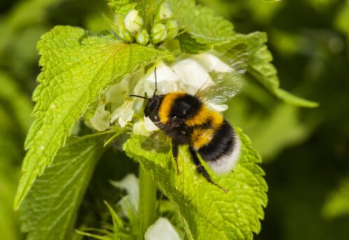 Garden bumblebee Garden bumblebee