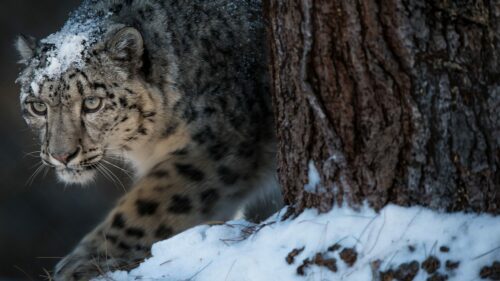 Snöleopard smyger bakom träd
