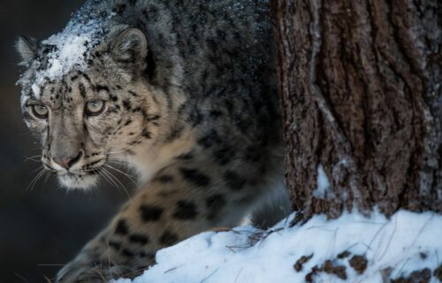 snoleopard smyger