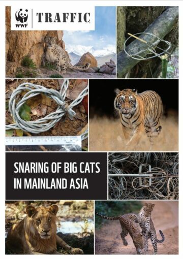 Traffic - Snaring of Big Cats in Mainland Asia 2022