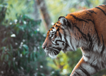 Tiger syns i profil, med grönska i bakgrunden.