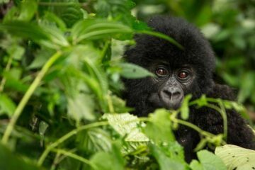 Bergsgorilla bland grönska som ser in i kameran