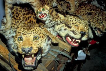 Fyra uppstoppade leopardhuvuden med gapande munnar och blottade tänder samlade på en hög.