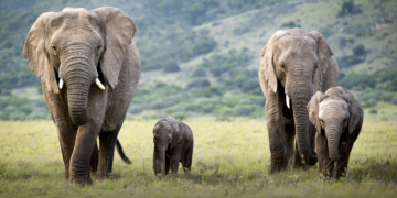 GettyImages-elefant GettyImages-elefant