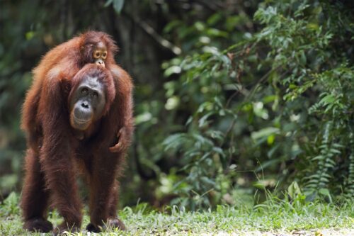 orangutang orangutang