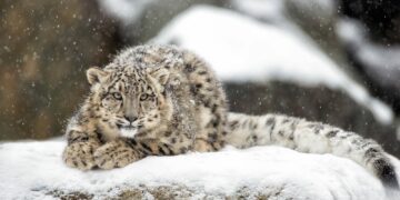Snöleopard i vinterlandskap, och snö faller över dess päls.