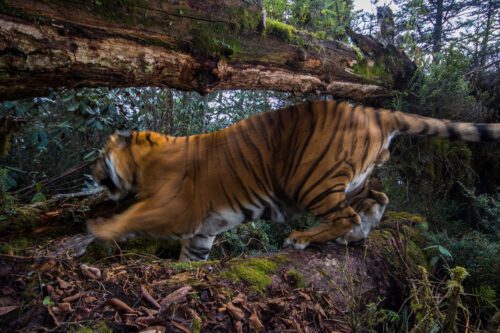 Bengalisk tiger © Emmanuel Rondeau _ WWF-UK