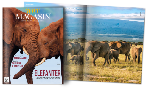WWF-Magasin-Aktuellt-4-2022