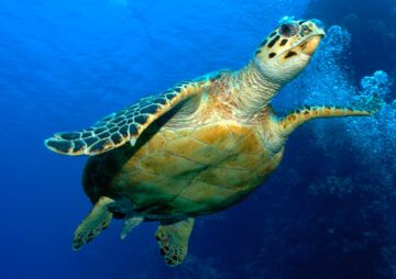 Karettsköldpadda, Röda Havet, Egypten Foto Nils Aukan, WWF.jpg