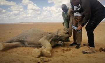 Elefant får dricksvatten, under torka i Kenya, av parkvakter