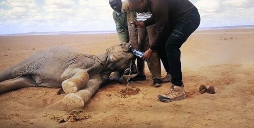 Nyligen kom den tragiska nyheten: Elefanterna i Kenya dör av svält och torka.