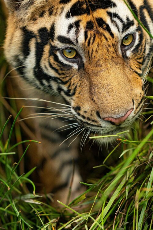 Tiger at Bandhavgarh National Park, India.