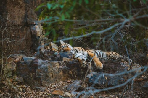 Tiger (Panthera tigeris) in Ranthambore Tiger Reserve, India.