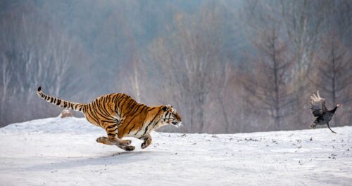 Sibirisk tiger (Panthera tigris altaica) springer i snön och fångar sitt byte. Dynamiskt foto taget i Hengdaohezi-parken, Mudanjiang-provinsen i Kina.