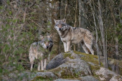 Två vargar i skog