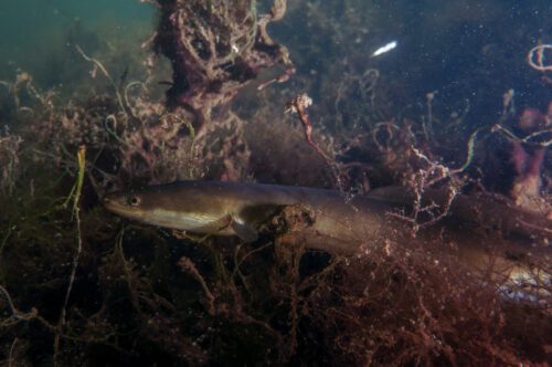 Europeisk ål. Sveriges nationella ålförvaltningsplan, som funnits sedan 2009, har som mål är att se till att minst 40 procent av blankålen kan sig ut i havet och vidare till Sargassohavet för att leka. Foto: Philipp Kanstinger / WWF
