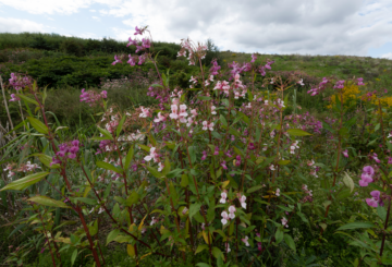 Jättebalsamin (invasiv art) Rosa blommor av invasiv jättebalsamin som växer tätt i ett grönt landskap