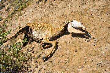 Den utrotningshotade grevyzebran finns enbart i norra Kenya och nu dör den på grund av brist på vatten och mat. Foto: Lawrence Tikolo/ WWF-Kenya