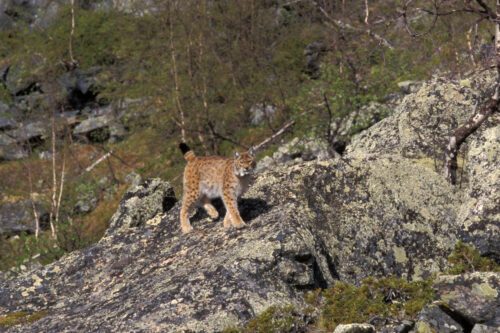 Lodjur Lodjurshona på klippblock. Foto: Ola Jennersten.