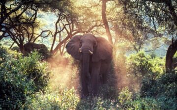 Elefant i skogen