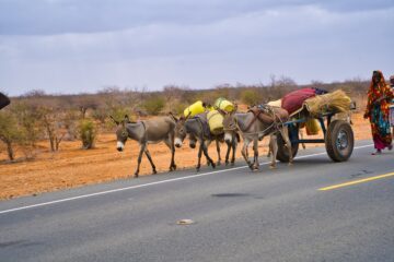 Lokalbefolkningen går med vagnar dragna av åsnor på jakt efter dricksvatten. Foto: Lawrence Tikolo/ WWF-Kenya