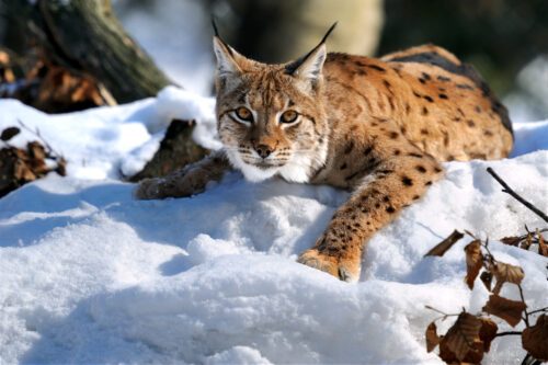 Lynx