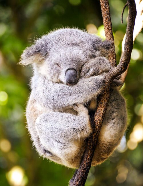 Koala sover i träd