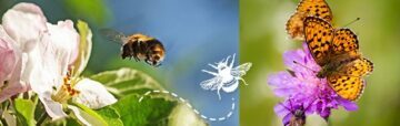 Bildkollage på ljusrosa pion till vänster, en humla som flyger från pionen och en inklippt bild på fjärilar vid en lila blomma.