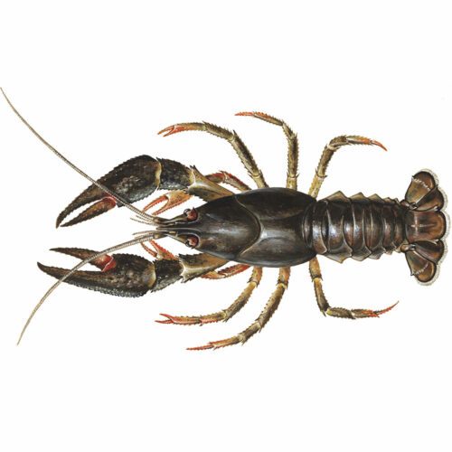 European crayfish (astacus astacus).