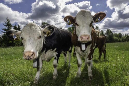 Young animals with Nofence collars., © Ola Jennersten Young animals with Nofence collars.