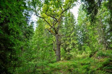 En stor ek mitt i skogen, projekt 'Ett lövrikt landskap' tillsammans med Upplandsstiftelsen.