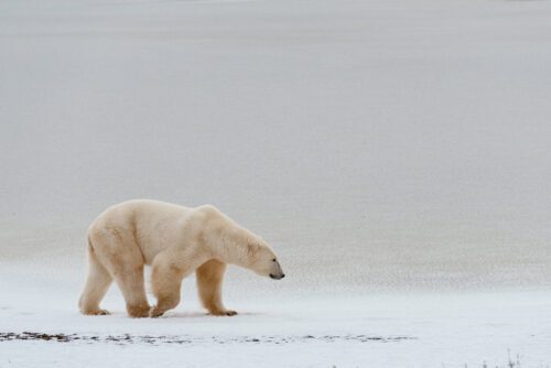 isbjrn-elisabeth-kruger-wwf-us (1).jpg Den globala uppvärmningen gör att Arktis smälter, vilket innebär att Arktis ekosystem är på väg att kollapsa och isbjörnarna hotas.