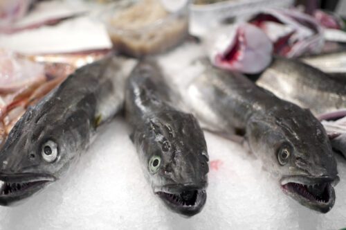 At the fish market At the fish market