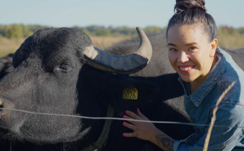 Julia Wiberg och vattenbufflar Julia Wiberg och vattenbufflar