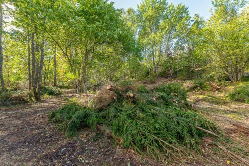 Restaurering av-värdefulla-lövmiljöer-i-Käringboda_OLA-20220920