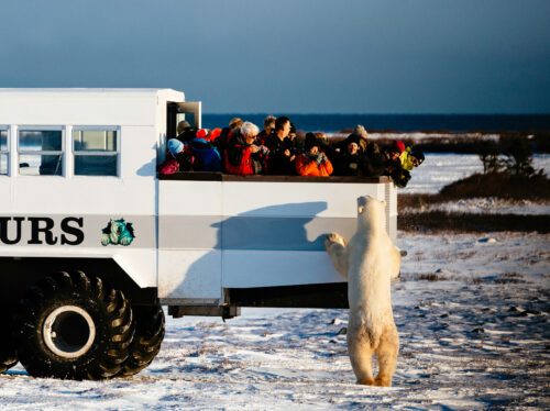 polarbear_tour