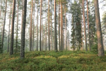 Svensk skog Svensk skog