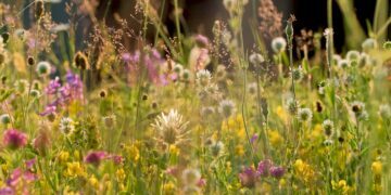 flera olika typer vilda sommarblommor