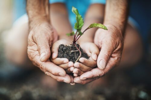 Händer med jord och en planta