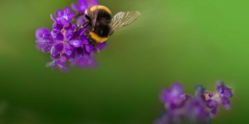 top-bg-humla-Unsplash2 Grön bakrgund med lila blommor på höger och vänster sida. vänster blomma pollineras även av en humla